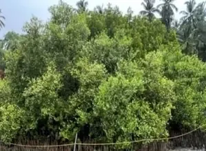 CMFRI offers lessons on marine biodiversity conservation, distributes mangrove saplings