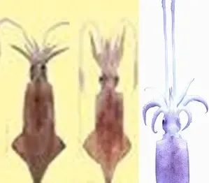 CMFRI Discovers Genetic Links Between Indian Squid and Humans