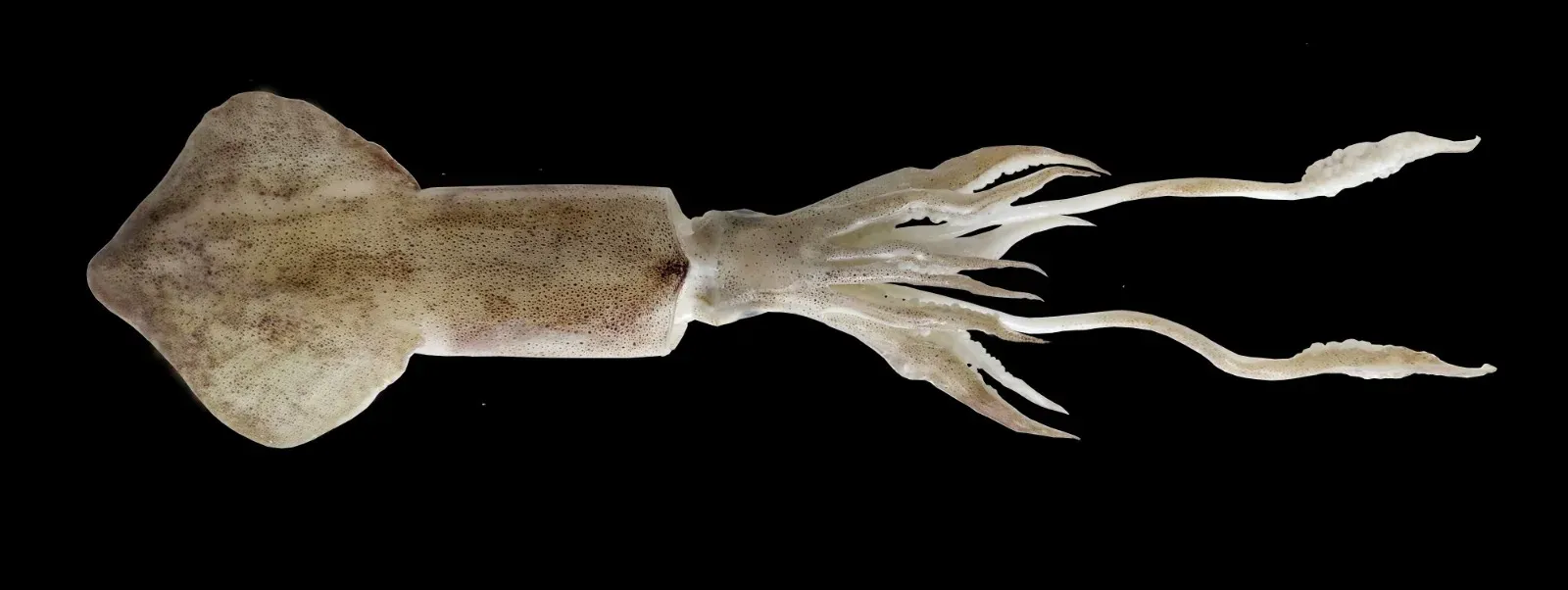CMFRI study finds same-sex mating in Indian Squid for first time