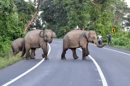 How Are Coimbatore Forest Officials Using AI and Thermal Cameras to Combat Elephant Raids?