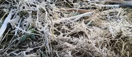 Is Rajasthan Facing an Intense Cold Wave with Lunkaransar at Near-Freezing 0.3 Degrees Celsius?
