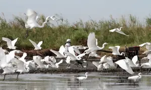 Community-driven conservation crucial for the survival of migratory species: UN findings