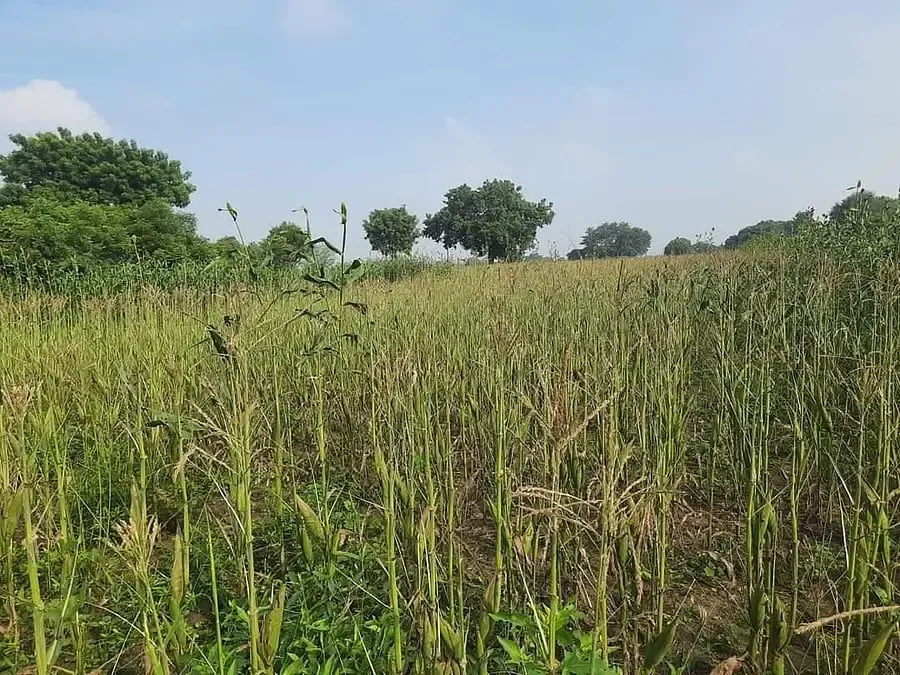 How Are Continuous Rainfalls Impacting Maize Crops in TN's Veppanthattai?