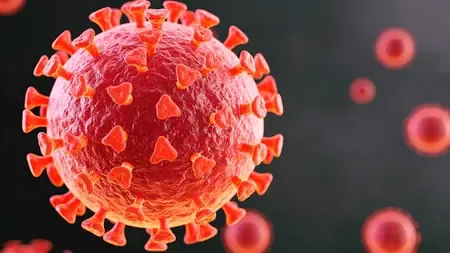 Can a Protein from the Covid-19 Virus Mislead the Immune System?