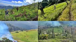 Assam Rifles Intensifies Efforts Against Illegal Poppy Cultivation in Manipur: 6,228 Acres Destroyed Over 5 Years