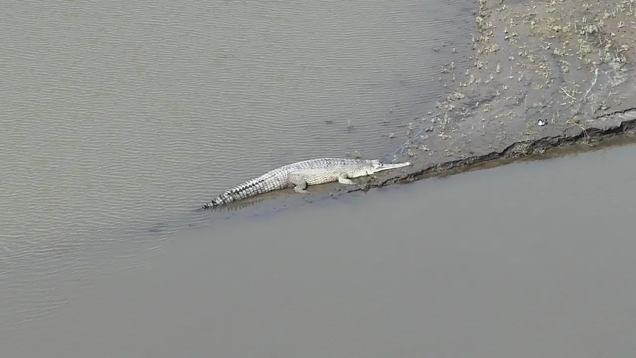 Gharial spotted at Kaziranga National Park in major conservation win