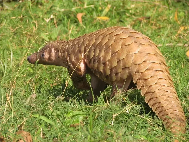 Critically Endangered Indian Pangolin Rescued in Rajouri, J&K