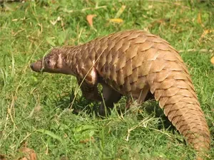 Critically Endangered Indian Pangolin Rescued in Rajouri, J&K