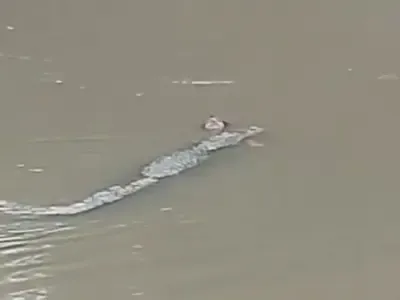 What Happened in Madhya Pradesh? Woman Killed by Crocodile
