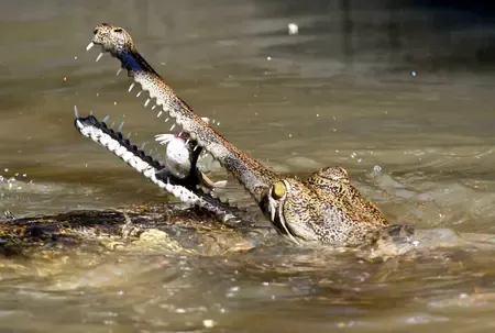 Were a Crocodile and Turtle Illegally Kept in a Mumbai Home?