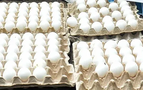 Bangladesh broken egg demand surges in Sirajganj as egg prices spike