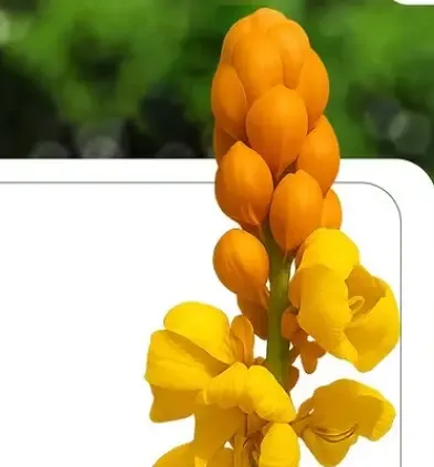 दाद मर्दन पौधा: त्वचा के लिए फायदेमंद है ये फूल, कई हैं इसके फायदे