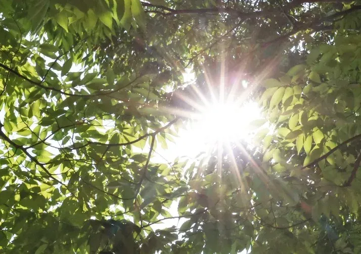सोल में इस साल की पहली पूर्ण हीट वेव एडवाइजरी जारी, 33°C से ऊपर तापमान का अनुमान