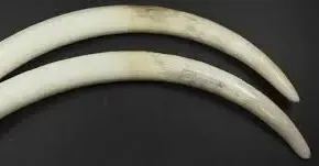 What Happened to the Missing Elephant Tusks from Pangode Military Camp?