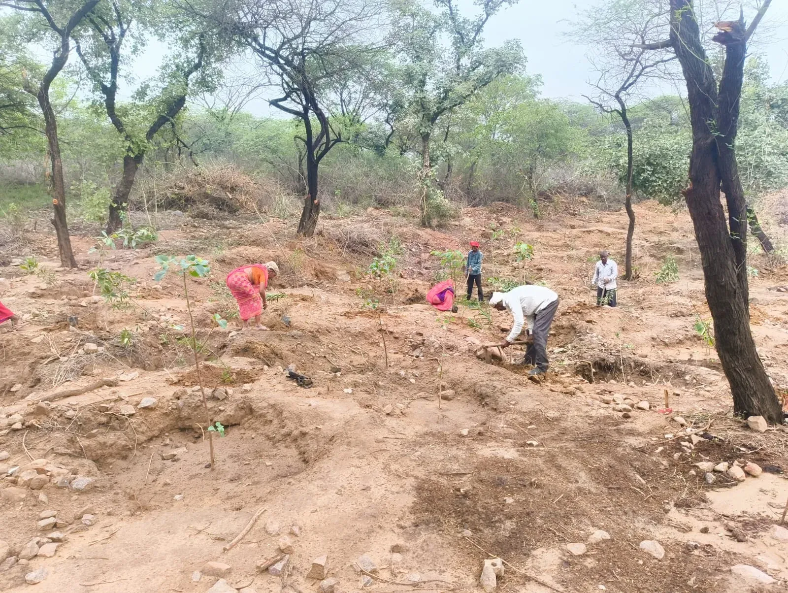 DDA plants 8.29 lakh saplings in Delhi, targets 23 lakh by mid-September 2026