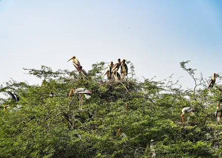 DDA to plant 23 lakh native saplings across Delhi from July 2025