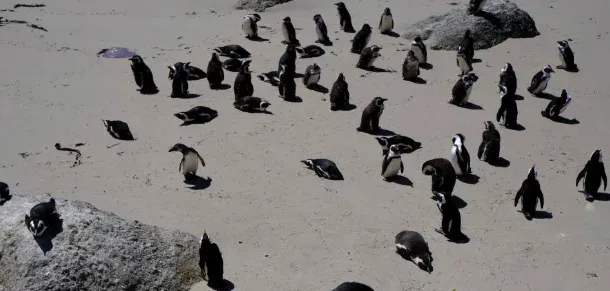 H5N1 bird flu: 28 dead penguins on King Island to be tested