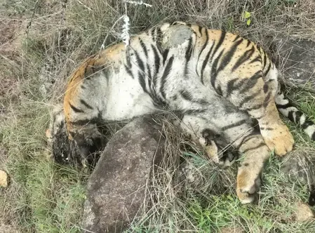 Who Is Responsible for the Death of 5 Tigers in Bengaluru?