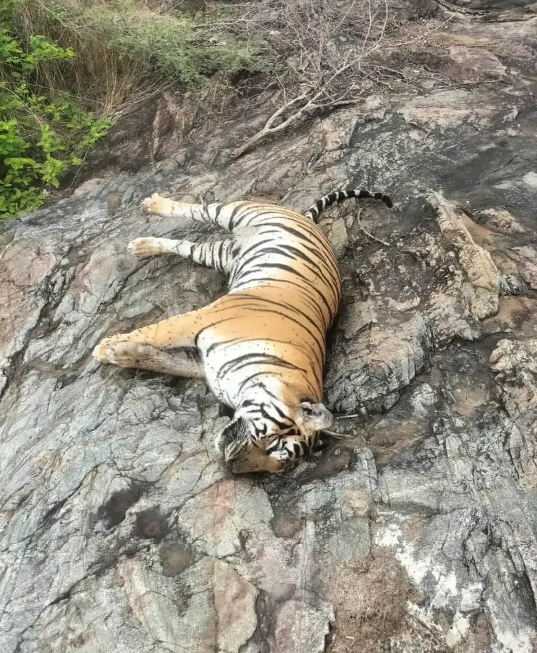 Who is responsible for the death of the tigress and her four cubs?