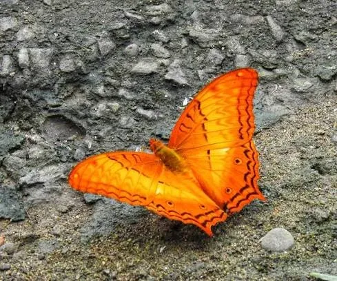 Dehing Patkai harbours 165 butterfly species, 37 endangered: CM Sarma