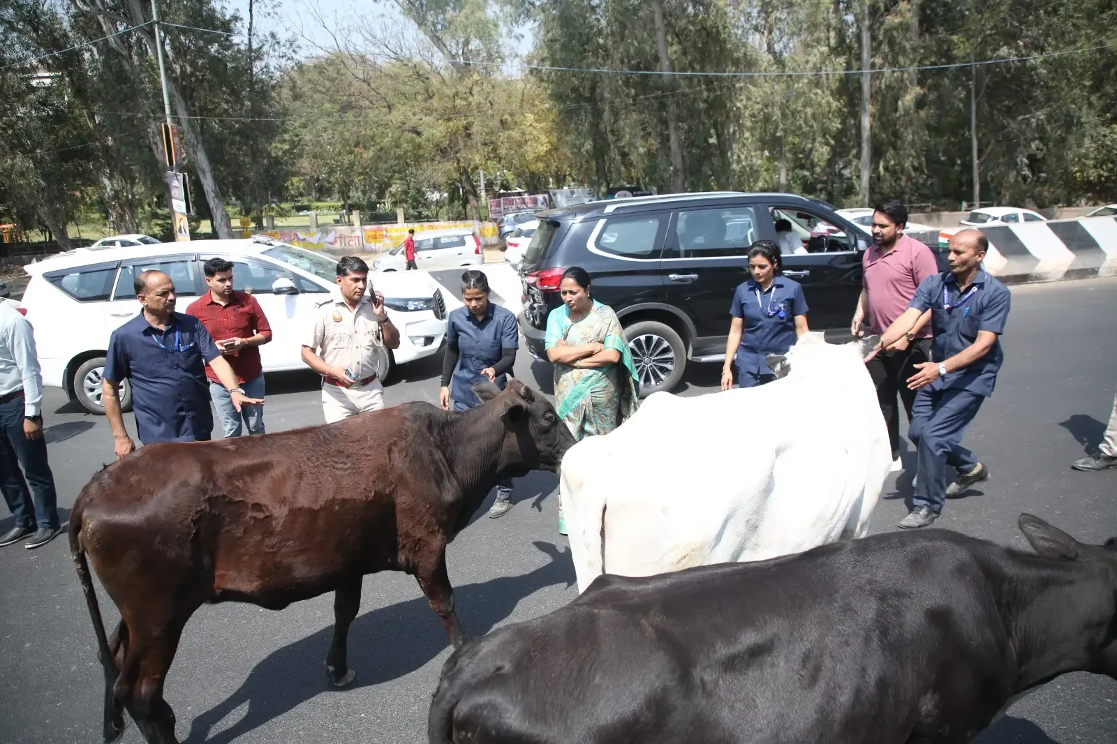 Delhi CM Rekha Gupta's Convoy Stopped by Stray Cattle