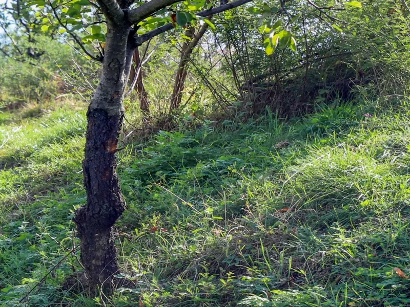 Have Delhi's Emergency Tree Pruning Norms Been Eased?