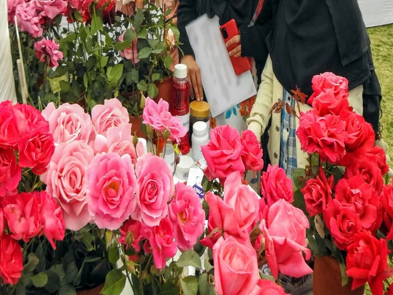 Delhi: NDMC Rose Show to Take Place at the India-Africa Friendship Garden