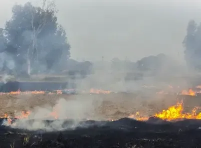 Sirsa blames Kejriwal for Punjab stubble burning, 1,007 fires recorded