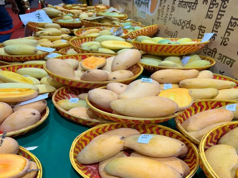 Will Delhi's NDMC Launch the Exciting ‘Khaas-ye-Aam’ Mango Festival Tomorrow?