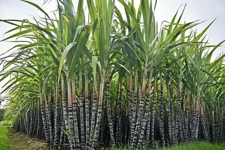 Delta farmers urge TN govt to revise Pongal gift pack items