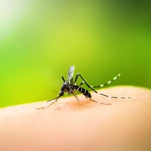 Rise in Dengue Cases in Tamil Nadu Following Recent Rainfall