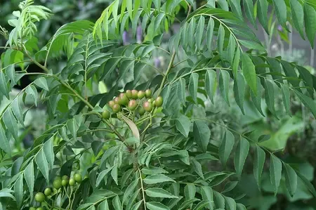 क्या 'मीठी नीम के पत्तों' में छिपे हैं अद्भुत गुण, क्या इसे 'नेचुरल इंसुलिन बूस्टर' कहा जा सकता है?