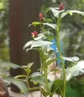 क्या डायबिटीज से हैं परेशान? घर पर जरूर लगाएं 'इंसुलिन' प्लांट