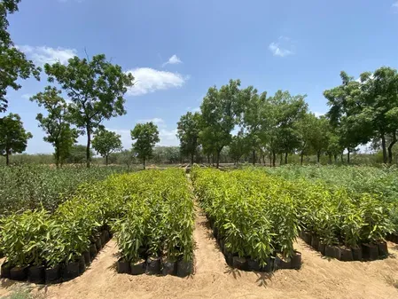 Gujarat Forest Department launches digital helpline to locate nurseries and saplings