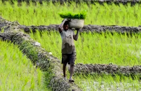 Why Diversification is Essential for the Future of Punjab's Agriculture