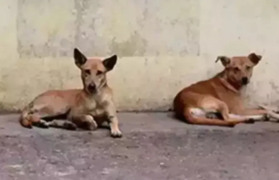 Dog Found Carrying Newborn's Corpse in Rewa; Police Investigate Cremation Site