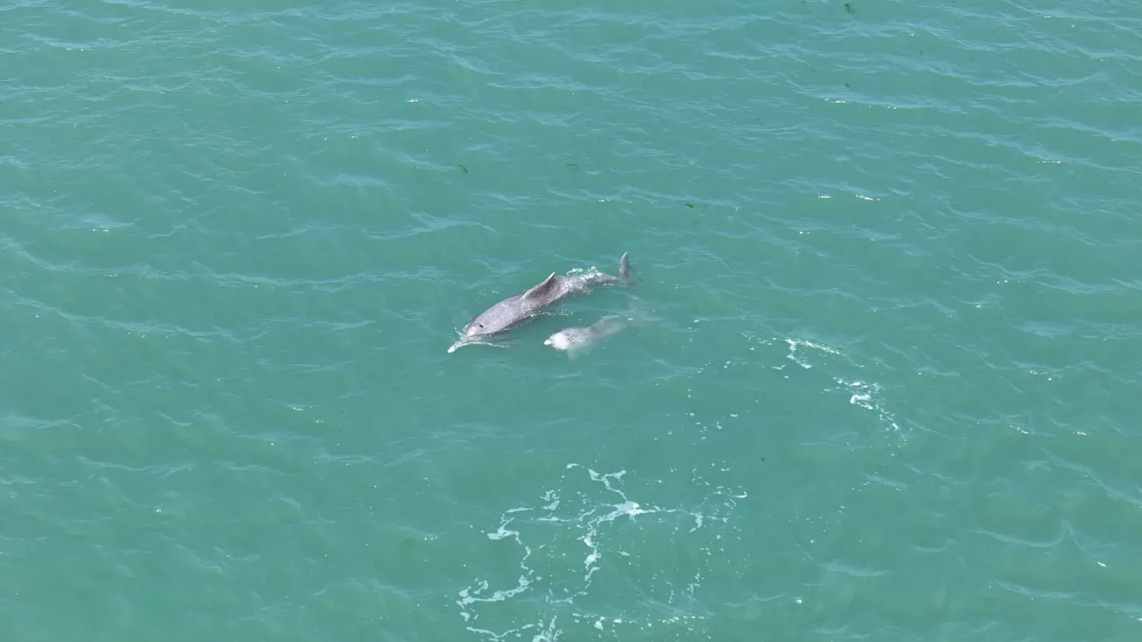 Dolphins top marine mammal sightings in Gulf of Kachchh: GEER study