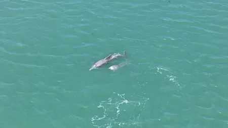 Dolphins top marine mammal sightings in Gulf of Kachchh: GEER study