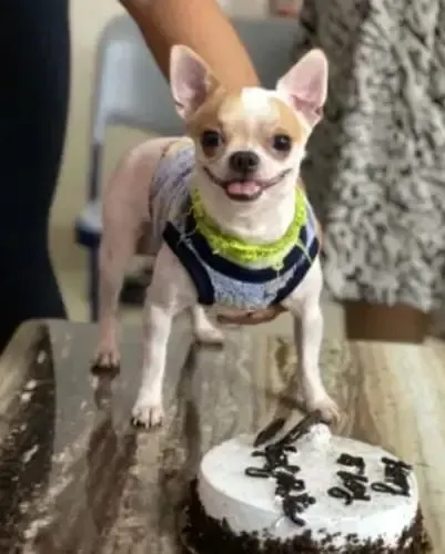 What led to the arrest of the domestic worker for killing a pet dog in Bengaluru?