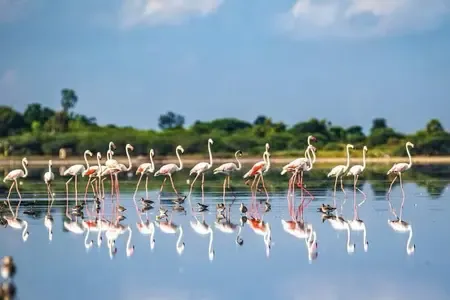 Has the eco-sensitive zone map for TN's Pulicat sanctuary finally been finalized and sent for approval?