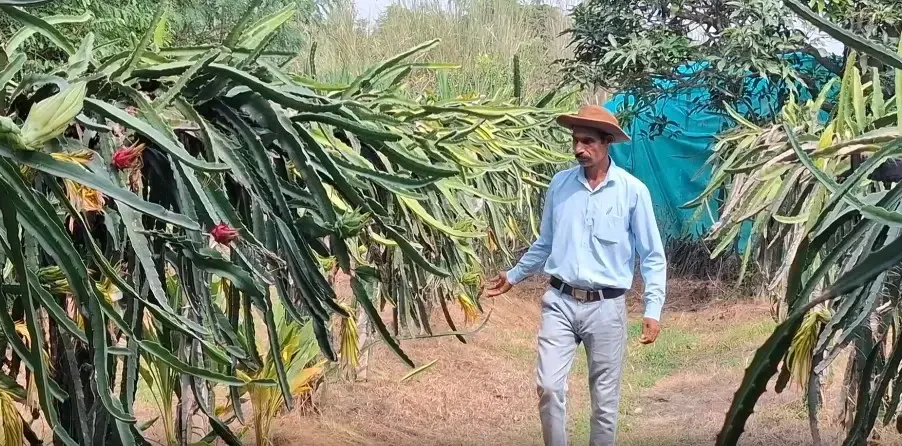 Dragon fruit farming blooms in J&K's Samba, farmers diversify beyond traditional crops
