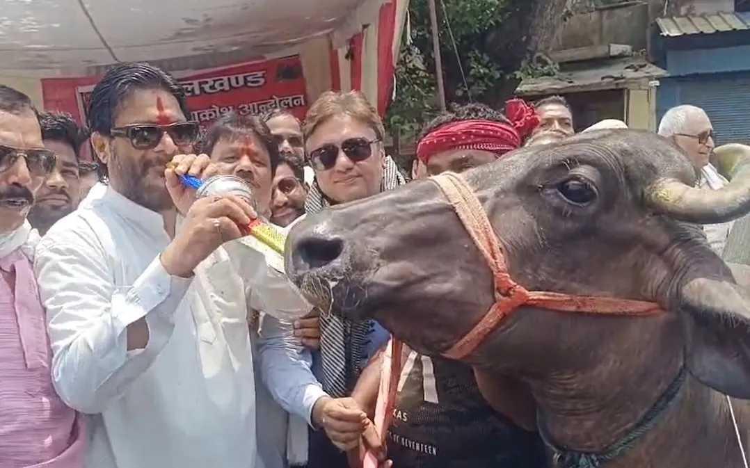 Is There a Dramatic Protest in Jhansi with Chains, Placards, and a Buffalo Leading the Outcry Against Power Outages?