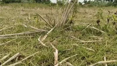 Namakkal drought 2025: Dry lakes push Kumarapalayam farmers to crisis