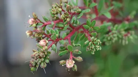 दूधी : अस्थमा, पेट और त्वचा के लिए चमत्कारी औषधीय पौधा, जानिए घरेलू उपाय