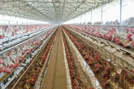 Egg Prices Plummet in Namakkal: Farmers Facing Daily Losses of Rs 7 Crore