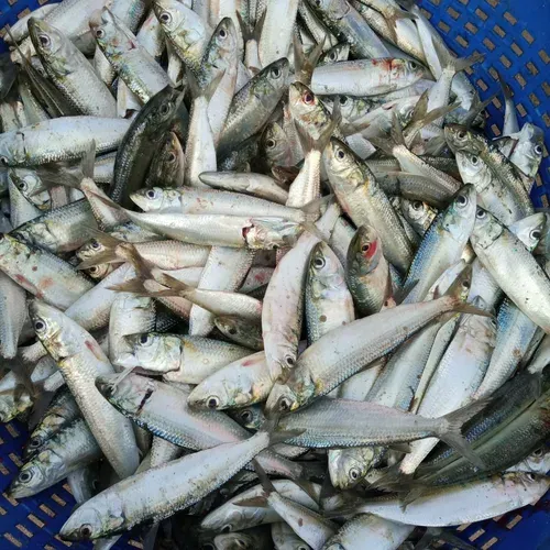 El Nino threat to sardine catch in 2027, CMFRI warns