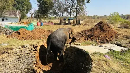 Heroic Rescue: Wild Elephant Saved from Well in Jharkhand