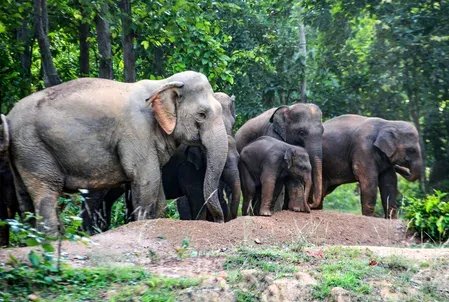 Elephant herd kills couple in MP's Sidhi; villagers protest rehab delays