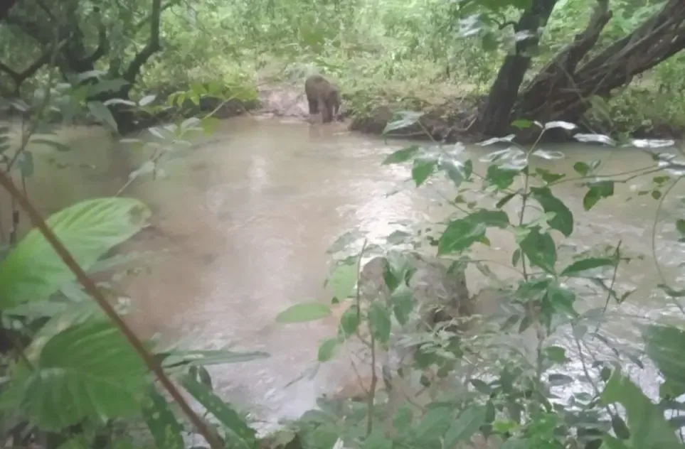 How Did an Elephant Sustain Severe Injuries from a Maoist IED Blast in Jharkhand’s Saranda Forest?