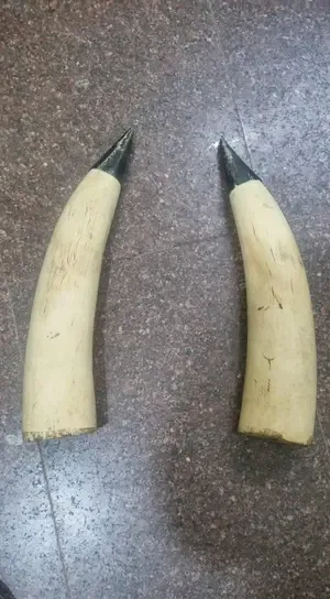 How Did Two Priceless Elephant Tusks Get Stolen from a High-Security Military Camp in Kerala?